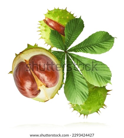 Fresh Horse Chestnut with leaves falling in the air isolated on white background, zero gravity conception, High resolutin image. Royalty-Free Stock Photo #2293424427