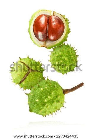 Fresh Horse Chestnut falling in the air isolated on white background, zero gravity conception, High resolutin image.