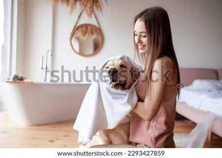 young woman in the bathroom wipes the dog with a towel, the girl dries the golden retriever after bathing Royalty-Free Stock Photo #2293427859
