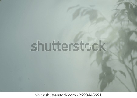 Shadow of plant branches on light background, space for text