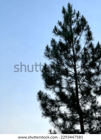 silhouette of a tree with blue sky background