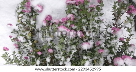 winter background: pink chrysanthemums covered with snow