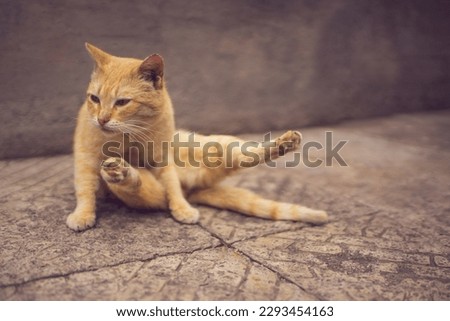 Funny cat yogi doing stretching exercise with legs spread