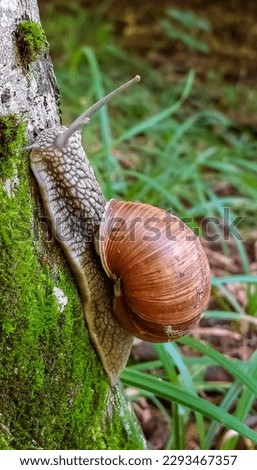 Big brown snail slug crawling in the garden. Helix pomatia garden snail in close up view. Common names the Roman snail, Burgundy snail, or escargot Royalty-Free Stock Photo #2293467357