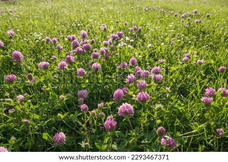 Close up wild red clover, Trifolium pratense, a perennial and common in Europe especially in natural meadows, fallow land and extensively managed meadows