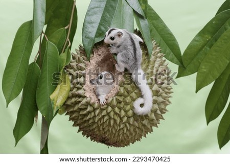 Two young sugar gliders are eating a ripe durian fruit on a tree. This mammal has the scientific name Petaurus breviceps. Royalty-Free Stock Photo #2293470425