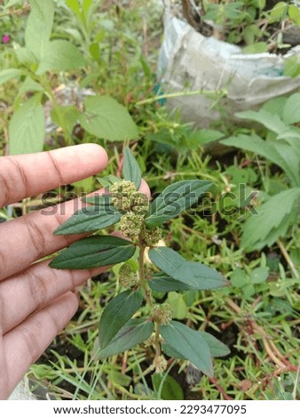 Euphorbia hirta or patikan kebo is a weed-like plant that grows freely in nature Royalty-Free Stock Photo #2293477095