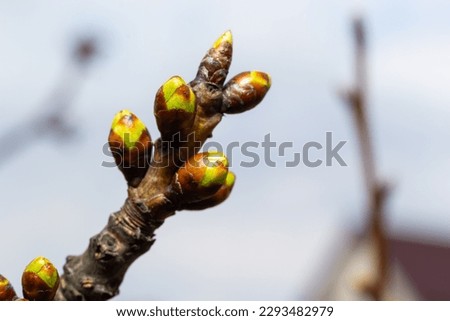 budding buds on a tree branch in early spring macro. Early spring, a twig on a blurred background. The first spring greens. Royalty-Free Stock Photo #2293482979