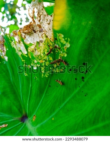 A small grasshopper eating a taro leaf