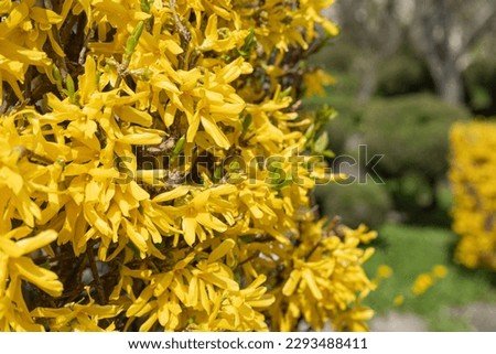 Macro Photo of Forsythia Flowers, Yellow Blooming Texture on Blue Sky Background, Flowering Forsythia, Doodoo Mountain Bush with Selective Focus