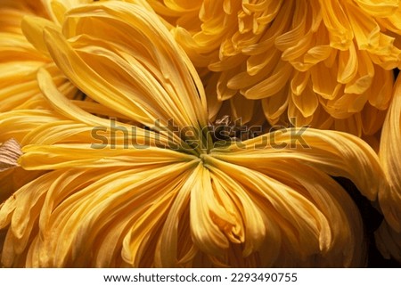 Real pretty yellow withering unique chrysanthemum is large and beautiful