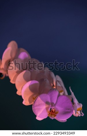 Wild orchid flowers in abstract purple light