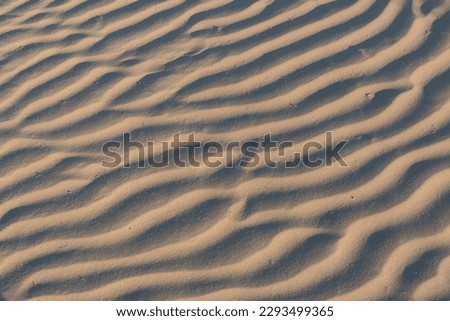 Wind formed ripple pattern in the sand at Devil's Cornfield, Mesquite Sand Dunes, Stovepipe Wells, Death Valley National Park, California Royalty-Free Stock Photo #2293499365