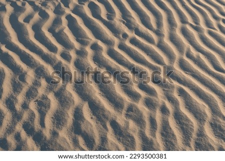 Wind formed ripple pattern in the sand at Devil's Cornfield, Mesquite Sand Dunes, Stovepipe Wells, Death Valley National Park, California Royalty-Free Stock Photo #2293500381