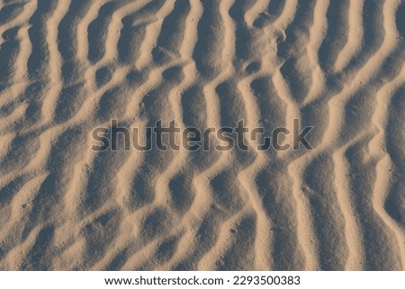 Wind formed ripple pattern in the sand at Devil's Cornfield, Mesquite Sand Dunes, Stovepipe Wells, Death Valley National Park, California Royalty-Free Stock Photo #2293500383