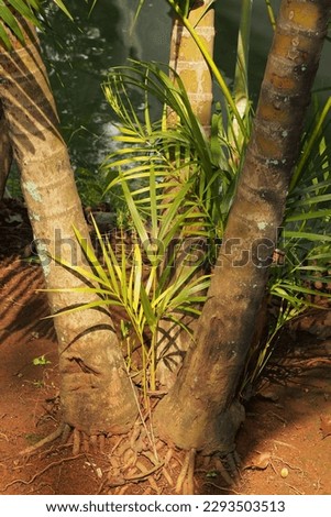 some of palm leaves and plants very good and nice as a background picture or something you want