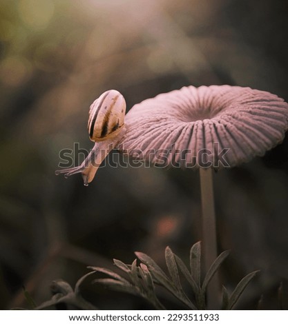 a snail crawls over a mushroom in the rays of light in nature
