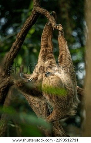 Southern Two-toed Sloth hang on the branch and scratching self