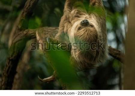 Southern Two-toed Sloth hang on the branch and scratching self