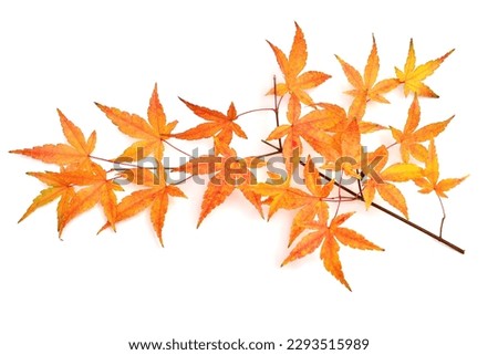 Collection autumn japanese maple leaf isolated on white background. Flat lay, top view
