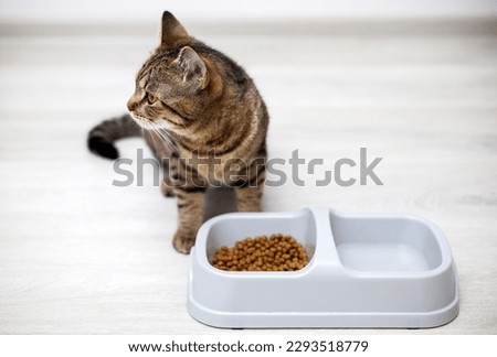 adorable kitty tabby cat eating dry food from bowl isolated on gray floor.advertising banner for animal domestic pet food,different photo angles,for lateral or top view,flat lay.brown gray stripes