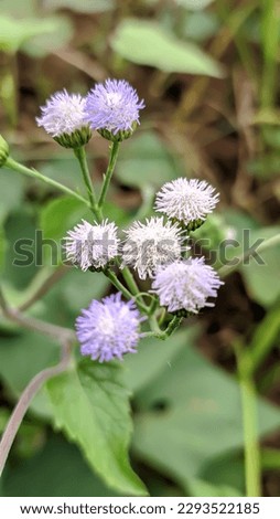 Bandotan or Wedusan is a type of agricultural weed that belongs to the Asteraceae tribe.