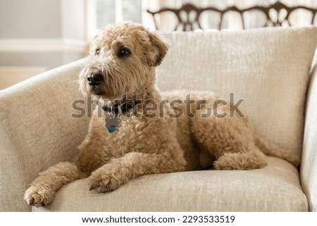 A brown, soft-coated wheaten terrier dog laying on a brown chair with a blurred background. Royalty-Free Stock Photo #2293533519