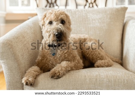 A brown, soft-coated wheaten terrier dog laying on a brown chair with a blurred background. Royalty-Free Stock Photo #2293533521