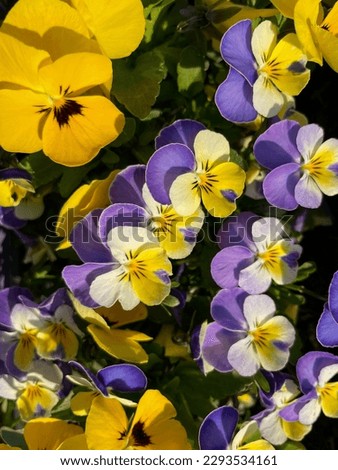 Yellow and purple blue Viola Cornuta pansy spring flowers directly above view, floral wallpaper background with blooming pansies