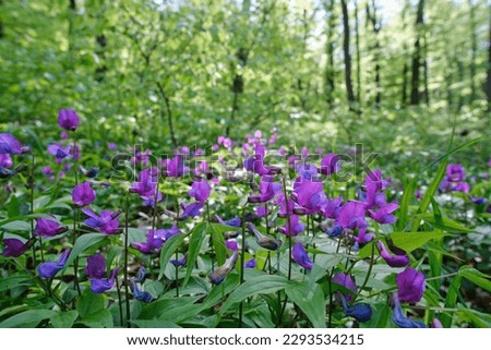 Lathyrus vernus, the spring vetchling, spring pea, or spring vetch close-up in green sunny spring forest Royalty-Free Stock Photo #2293534215