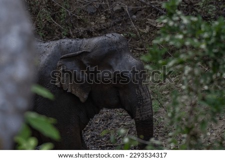 Its body is gray, its snout is called the trunk. The trunk of the Asian elephant has only one beak. Nakhon Ratchasima, Thailand.	