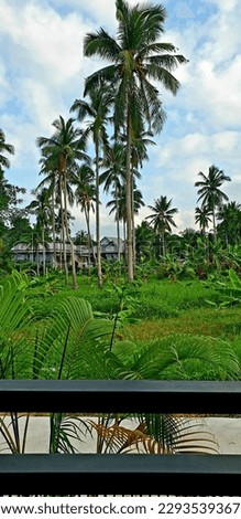 
palm grove, view from the balcony