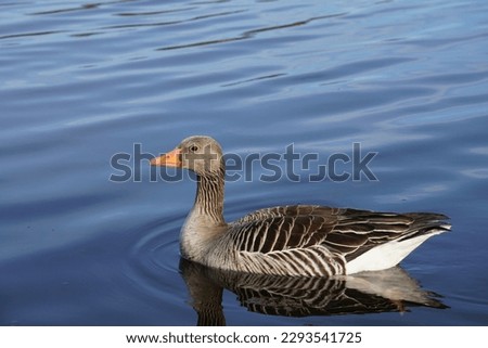 A goose Swimming in a lake 