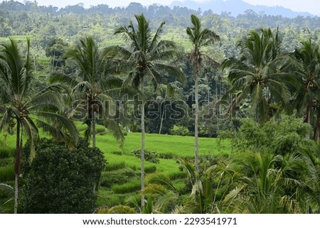 landscape rice field and coconut tree of Jatiluwih Bali