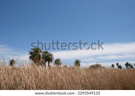 Dried wild grass and palm trees in desert landscape