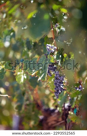 Wine Grapes in Focus with copy space