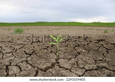 A plant sprouting from a cracked ground. A screen with the date of june world environment day. 5 june world environment day