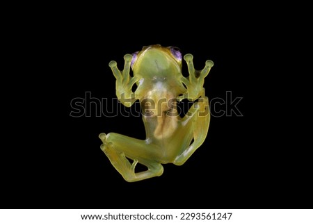 Baby Zhangixalus dulitensis on isolated background, Jade tree frog on branch, Zhangixalus dulitensis closeup, Rhacophorus dulitensis