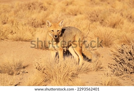 Friendly Andean Fox Gracing in the Foothill Meadow of Atacama Desert, the Los Flamencos National Reserve, Northern Part of Chile, South America