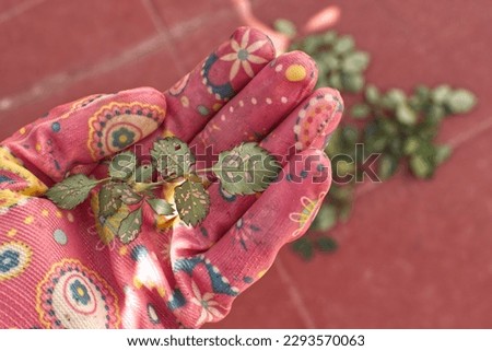 Hand with pink gardening glove is holding leaves of the wild rose or rosehip bitten, eaten, pierced by caterpillar plague or green worms, blurred background with rest of leaves on the ground.