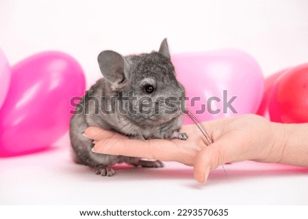 grey chinchilla with pink and red balloons