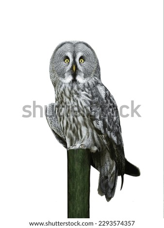  portrait great grey owl (Strix nebulosa) isolated on white background