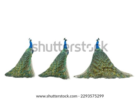 three peacock isolated on a white background Royalty-Free Stock Photo #2293575299