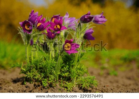 Crocus ( Crocus sativus ) - Saffron, beautiful spring flower - selective focus