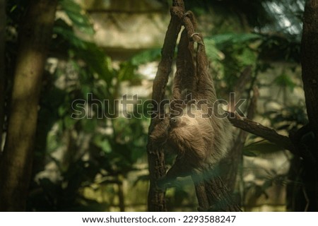 Southern Two-toed Sloth hang on the branch with closed eyes