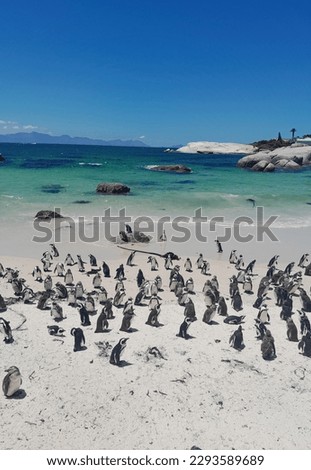 Penguins on the beach at Boulders penguin colony in Cape Town South Africa 