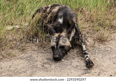 A wild dog lying on the gound
