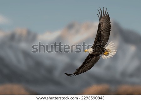 A very beautiful moment in nature. Great eagle in flight over high mountains. Blue sky in the background.