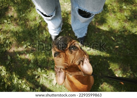 Cute brown puppy sitting on grass in front of it's owner. Overhead photo of adorable young French bulldog looking up