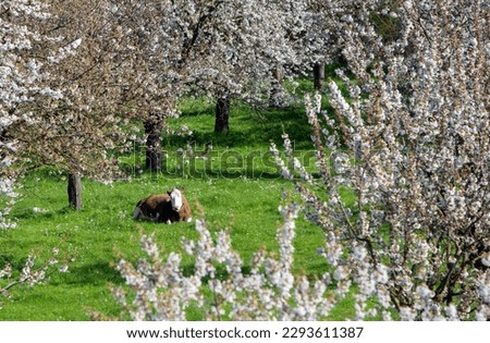 brown spotted cow lies in green grass between blossoming fruit trees in orchard near tiel in holland